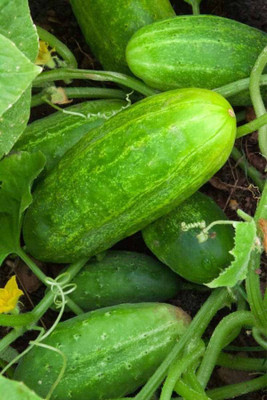 jkfarm Desi Kheera, Cucumber Seed(82 per packet)