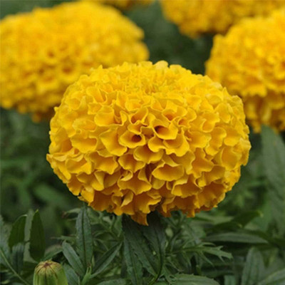 BDSresolve Yellow marigold flower seeds/Marigold seeds 85 Seed(85 per packet)