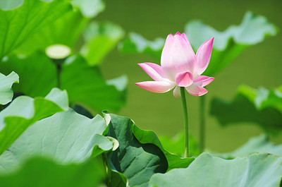 bloomaura lotus,kamal gatta Seed(14 per packet)