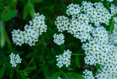 seedex gypsophila flower Seed(100 per packet)