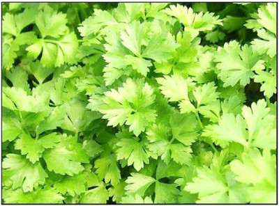 CYBEXIS LX-81 - Italian Flat Leaf Parsley (Petroselinum crispum) - (750 Seeds) Seed(750 per packet)