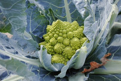 Havintha white cauliflower,gobhee seeds Seed(35 per packet)