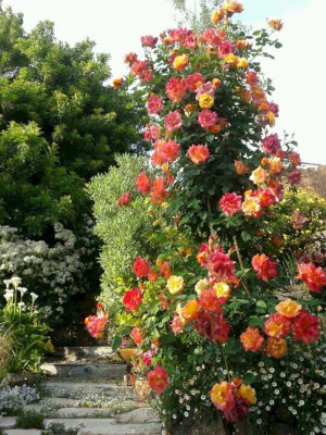 CYBEXIS NBIR-59 - Rainbow Rose Climbing - (100 Seeds) Seed(100 per packet)
