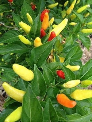 KNESSiN Hawaiian Chilli Peppers Seed(200 per packet)