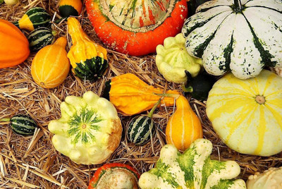 VibeX ® VMR-431 Pumpkin Seed Mix Ornamental Squash Seed(50 per packet)