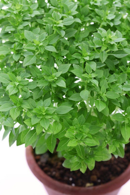 VibeX ® VXI-1 Bush Basil Seeds Seed(1000 per packet)