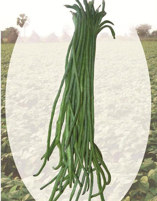 KANAYA Fresh Green Beans Singra Seed(800 per packet)