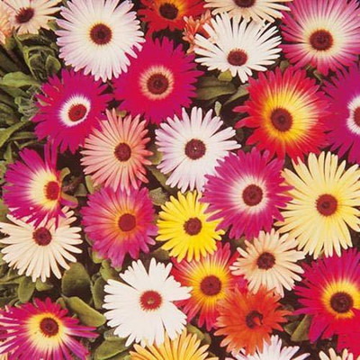 CYBEXIS Ice Plant Flower Seeds High Germination Seed For Your Gardening Seed(50 per packet)
