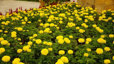 Srida marigold,gende ka phool seeds Seed(21 per packet)