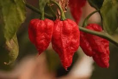 ibains F1 hybrid chilli seeds Seed(275 per packet)