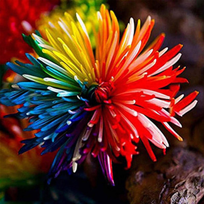 WILLVINE LX-255 Rainbow Chrysanthemum Seeds Eye-catching Drought-Resistant Seed(25 per packet)