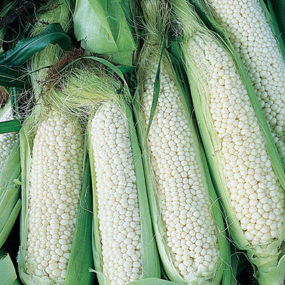 Qualtivate GBPT-8A White Country Gentleman Corn Seeds Seed(400 per packet)