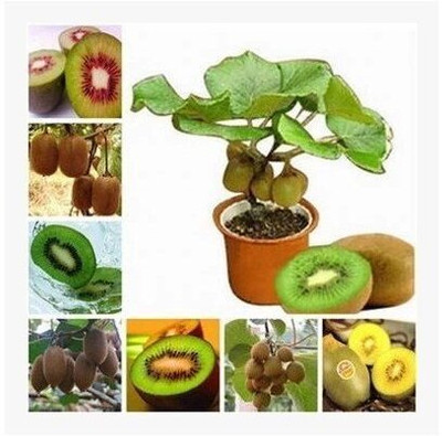 Aywal Kiwi Hybrid Fruit Seed(50 per packet)