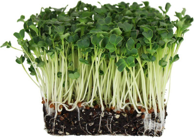 CYBEXIS NBIR-93 - Daikon Radish Sprouting - (250 Seeds) Seed(250 per packet)