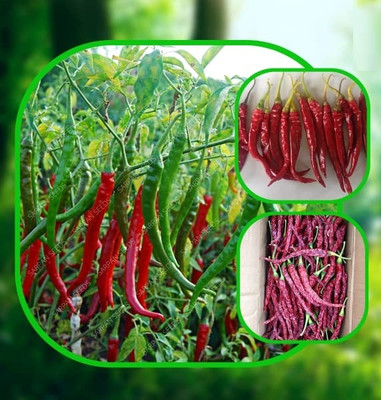 WILLVINE KGF -VI Deepa Chilli | Red chilli seeds[25gm, 5000 Seeds] Seed(5000 per packet)