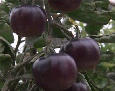 KANAYA Black Tomato Seed(2000 per packet)