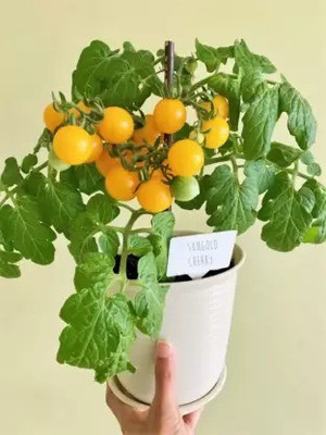 Aro Tomato, Tomato yellow cherry Seed(46 per packet)