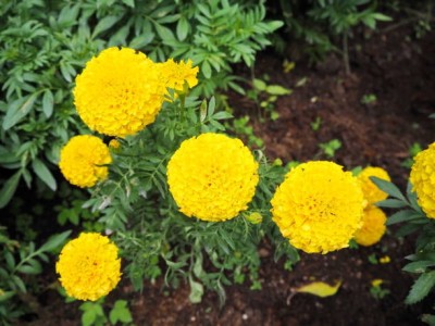 greenhut marigold,gende ka phool seeds Seed(20 per packet)