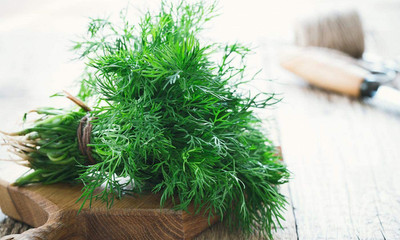 CYBEXIS LX-30 - Non-GMO Dill - (750 Seeds) Seed(750 per packet)