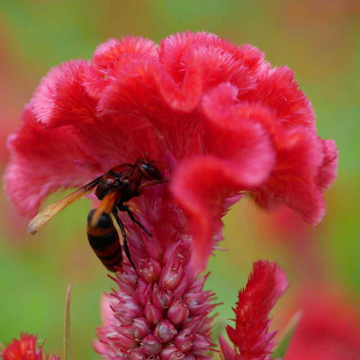 Quentova Celosia Cristata Cockscomb-33C-IACR Seed(100 per packet)