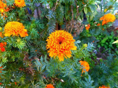Greenspice marigold/gende ka phool flower seeds Seed(75 per packet)