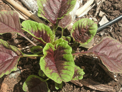 Hmr Amaranth Red Stripe Seed(500 per packet)