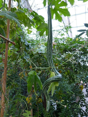 AMAJIT Hybrid Snake gourd/Chichinga/Pudalangai/Chillatai seeds for Home gardening(30) Seed(30 per packet)