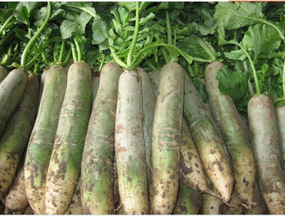 KNESSiN MAX-37 Green Radish Seed(200 per packet)