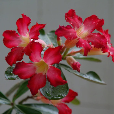 Qualtivate Desert Rose Seed(100 per packet)