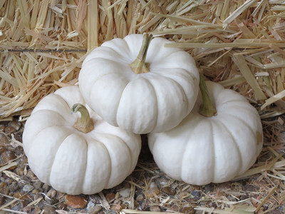 VibeX ® VXI-688 White Baby Boo Mini Pumpkin Seeds Seed(50 per packet)