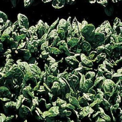 VibeX ® XXL-170 Space Hybrid Spinach Seed(500 per packet)