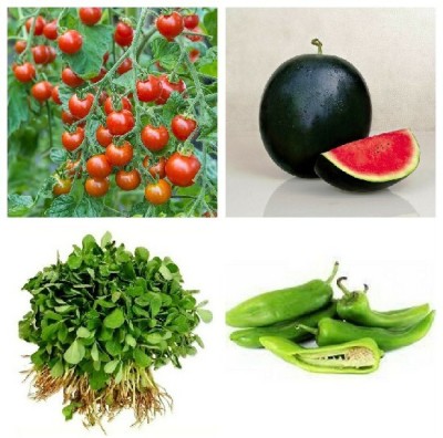 R-DRoz Cherry Tomato, Chilly Mirch Achari, Methi Fenugreek & Watermelon Dark Green Seed(4 per packet)