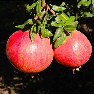 Aywal Turkey Giant Pomegranate Seed(50 per packet)