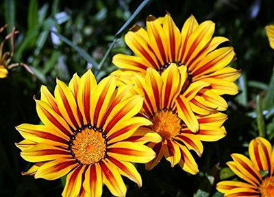 CYBEXIS Gazania DAYBREAK H RED STRIPE large bloomed Seed(1 g)