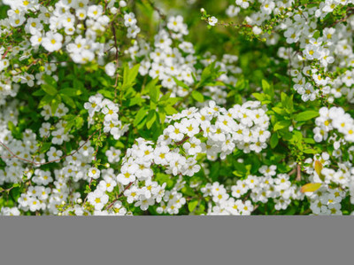 MAA gypsophila flower Seed(100 per packet)
