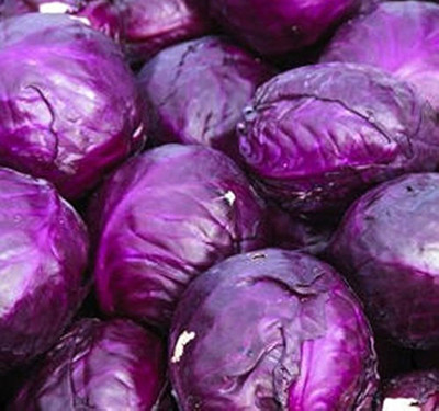 BJUBAS purpla hybrid f1 cabbage seeds pack of 63 Seed(63 per packet)
