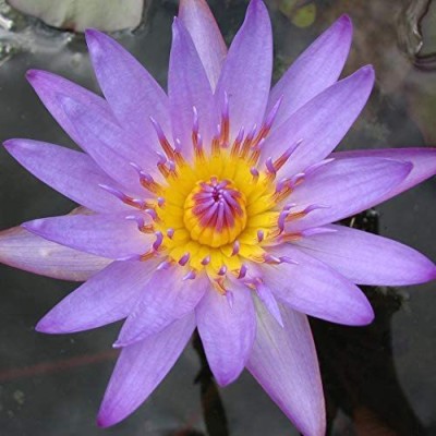 VibeX TLX-24 - Lotus for Planting Water Lily - (270 Seeds) Seed(270 per packet)