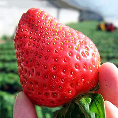 CYBEXIS Hybrid Sweet Strawberry Seeds100 Seeds Seed(100 per packet)