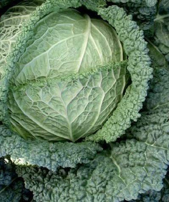 CYBEXIS Seeds of Savoy Cabbage F1 Serpentine2000 Seeds Seed(2000 per packet)