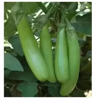 MAA Brinjal Green Long, Brinjal, Eggplant Seed(140 per packet)