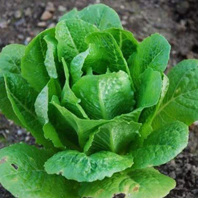 CYBEXIS High Germination Romaine Lettuce Seeds2000 Seeds Seed(2000 per packet)