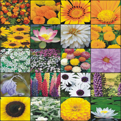 Greenery Hub Twenty Flower Seeds In One Combo Pack Seed(20 per packet)
