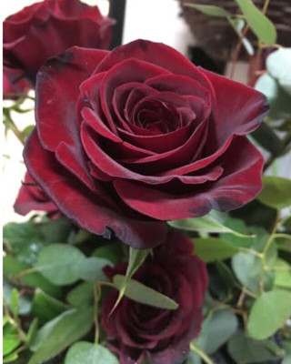 greenfarm NXC- Rose Flower Seeds/ Gulab Seed/ Best Quality ,70 X Seeds,EFX34 Seed(70 per packet)