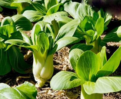WILLVINE MEH -III Baby Bok Choy/Pak Choy Chinese Cabbage [2.5g] Seed(750 per packet)