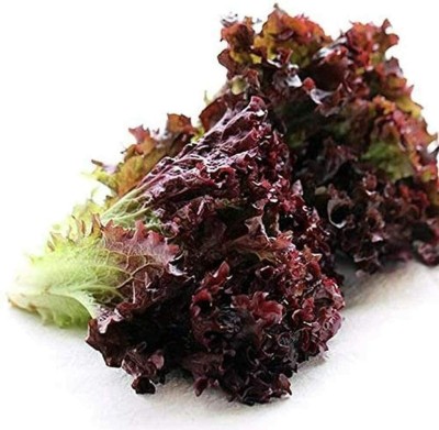 CYBEXIS F1 Hybrid Red Lettuce Seeds4000 Seeds Seed(4000 per packet)