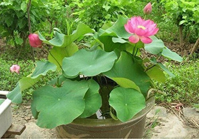 the green dotcom Lotus Seed(10 per packet)