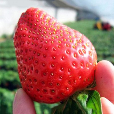 KNESSiN Fruit Plant Bonsai Home Garden Red Strawberry[100 Seeds] Seed(100 per packet)