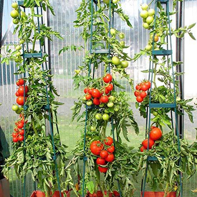 WILLVINE PUSA Ruby Tomato Seeds [10g, 3000 Seeds] Seed(3000 per packet)