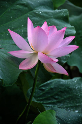 Grinny lotus,kamal gatta Seed(14 per packet)
