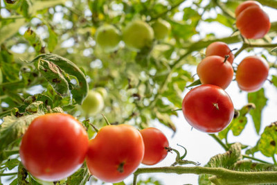 KOO Retails tomato Seed(80 per packet)